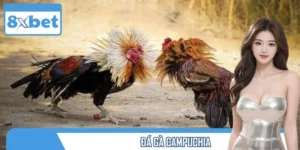 Đá Gà Campuchia – Tận Hưởng Bộ Môn Chọi Gà Đầy Kịch Tính