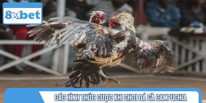 Các hình thức cược phổ biến khi chơi đá gà Campuchia