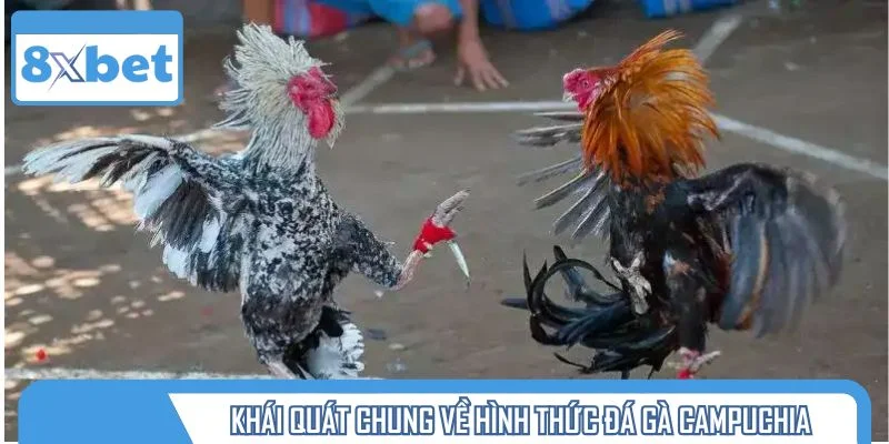 Khái quát thông tin chung về hình thức đá gà Campuchia