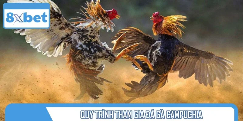 Quy trình tham gia đá gà Campuchia cho người mới