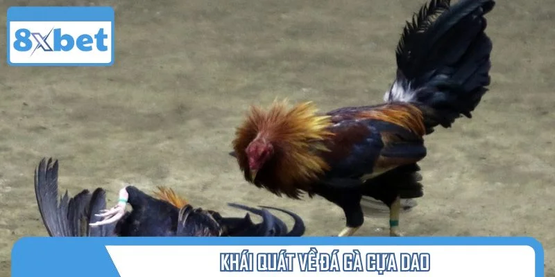 Khái quát về đá gà cựa dao
