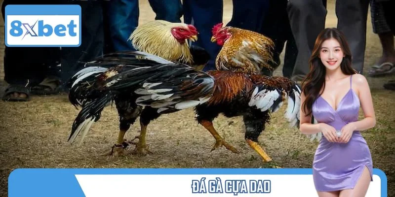 Đá Gà Cựa Dao – Trận Đấu Máu Lửa Của Những Chiến Kê