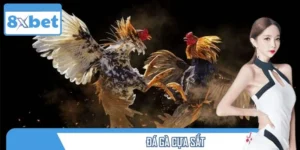 Đá Gà Cựa Sắt – Môn Giải Trí Gay Cấn, Hấp Dẫn Nhất Hiện Nay