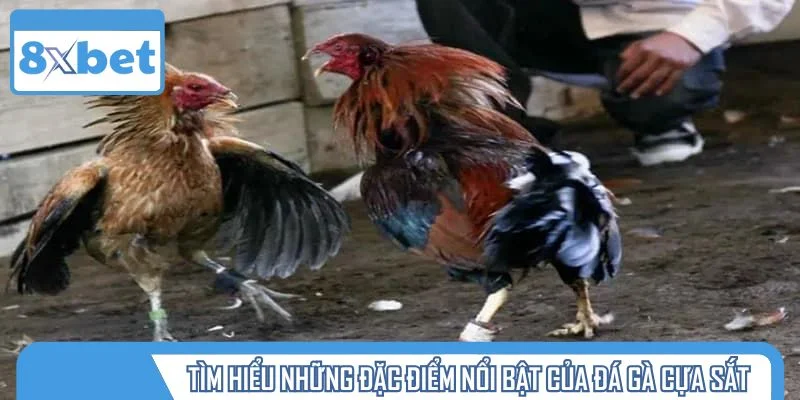 Tìm hiểu những đặc điểm nổi bật của đá gà cựa sắt