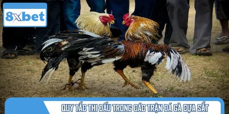 Quy tắc thi đấu trong các trận đá gà cựa sắt