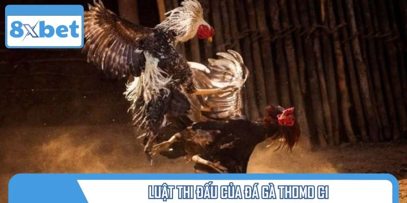 Luật thi đấu của đá gà Thomo C1