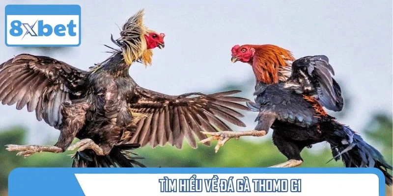 Tìm hiểu về đá gà Thomo C1