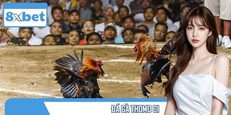 Đá Gà Thomo C1 – Giải Đấu Chiến Kê Đỉnh Cao Không Thể Bỏ Lỡ
